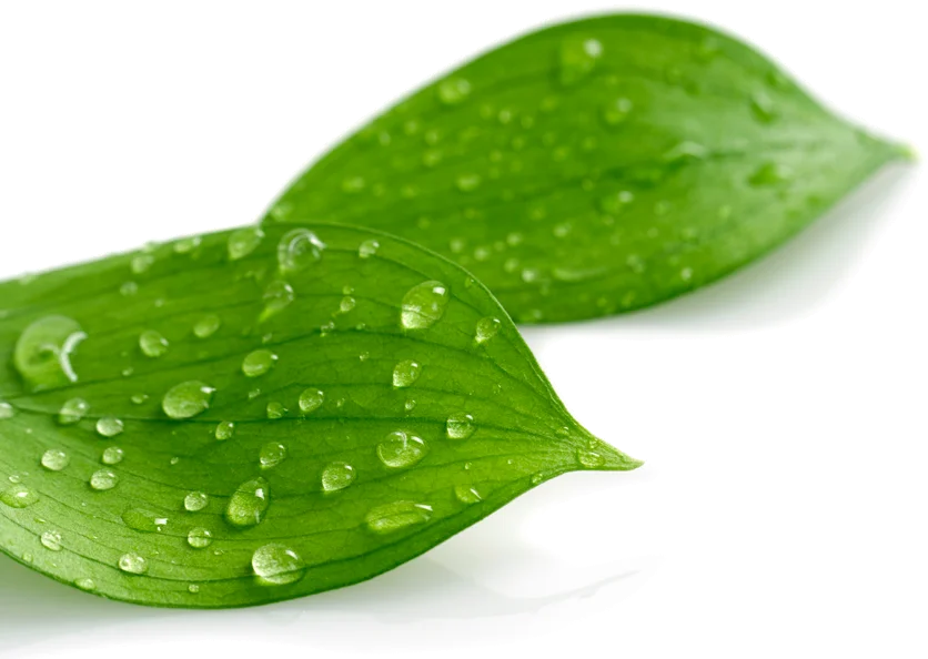 GreenVinyl Sustainability